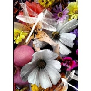 NARCISSUS notes gee my garden B5/80k